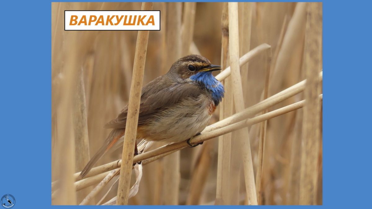 Варакушка сушит пёрышки и начинает петь