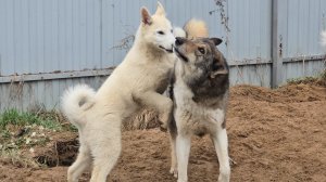 Лайки и щенок