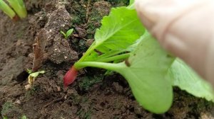 Лук, салат, редис зеленеет в апреле.