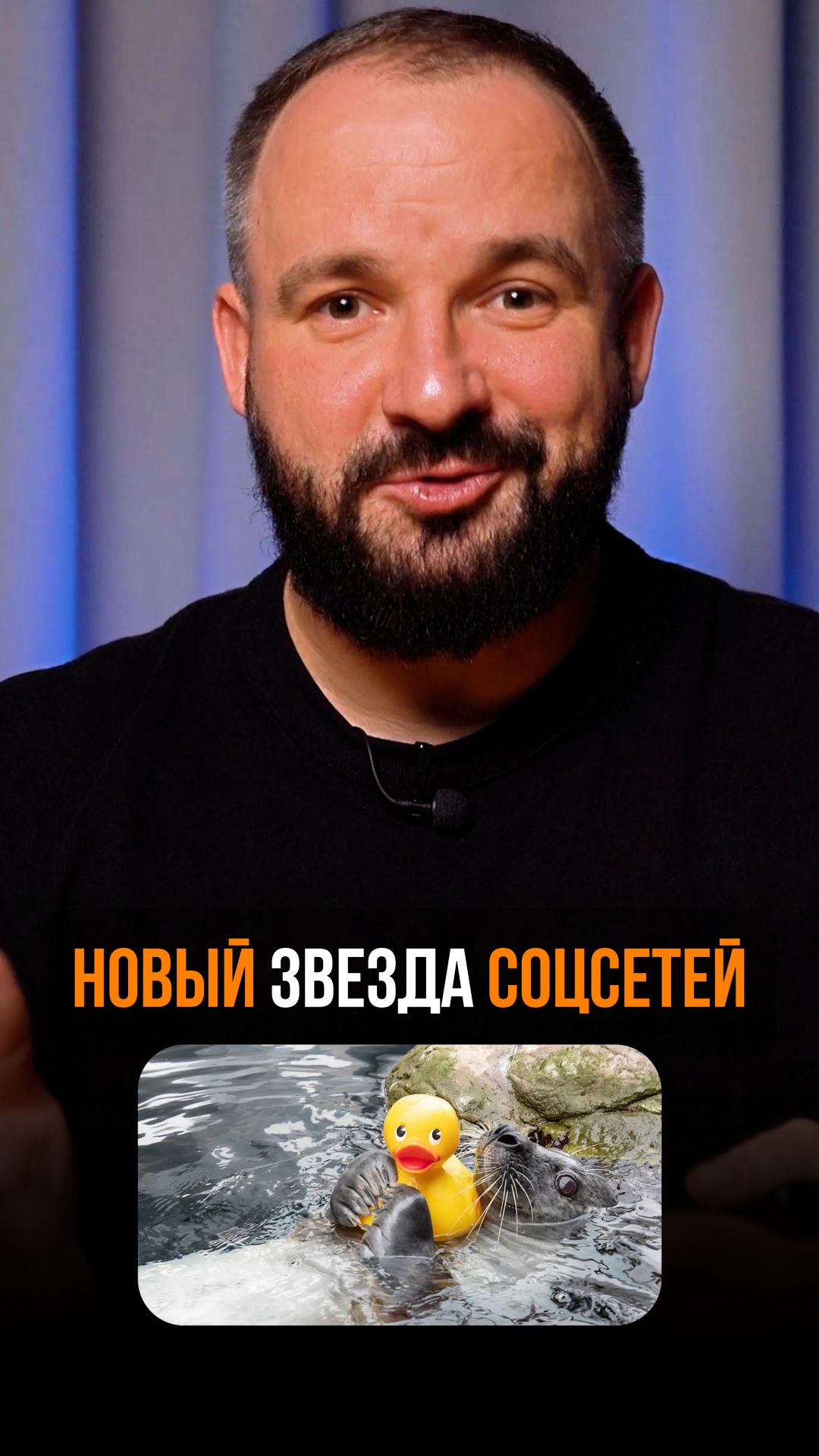 Когда тюлень это хорошо?! #тюлень #shorts #cute