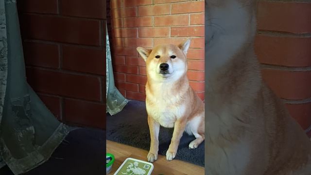 ням-ням с Айкой