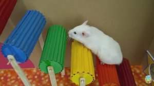 Хомячок убегает из опасного лабиринта огненных шаров! часть 2