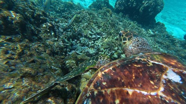 12. Мальдивы 2025. Остров Тодду. Черепаха