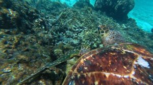 12. Мальдивы Ноябрь 2025. Остров Тодду. Черепаха