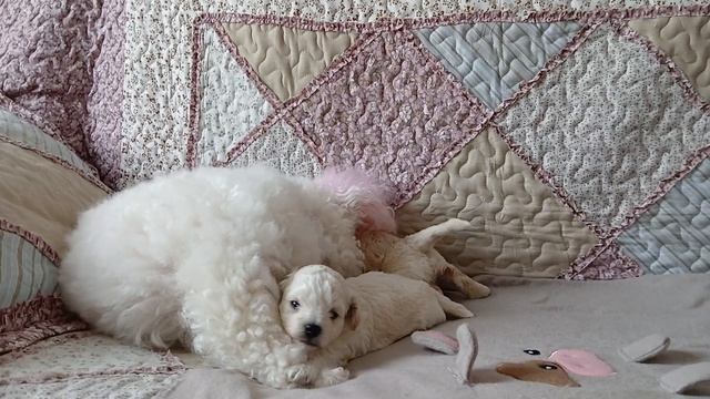 Жизнь на пенсии У кого кошечки, у меня собачки  О Бравенькой Ольге  Мой новый канал