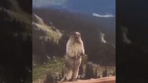 орущщий бобр