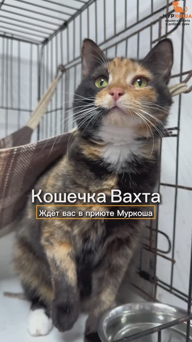 Вахта ждёт вас в приюте #Муркоша