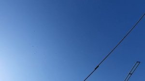 17.04.26 г. Андижанская порода голубей (1)