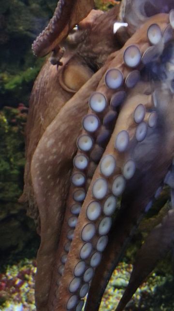 VID_20260203_170044.mp4