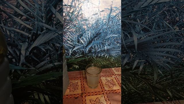 Эликсир Жизни. Доступен только ранней весной!