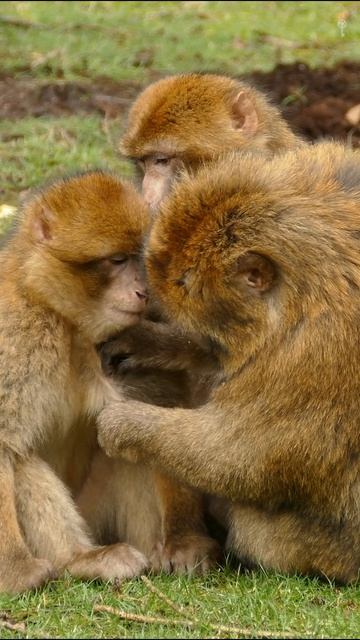 Они уже рядом