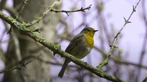 Скромная малиновка