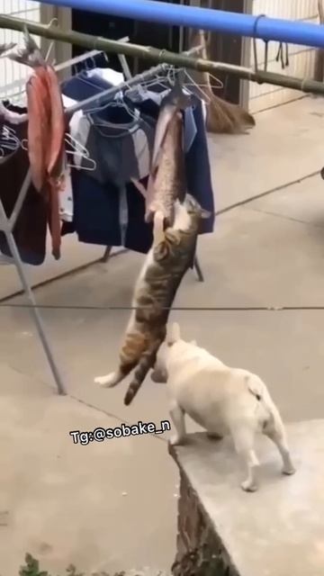 Отстань, собакен, я занят.