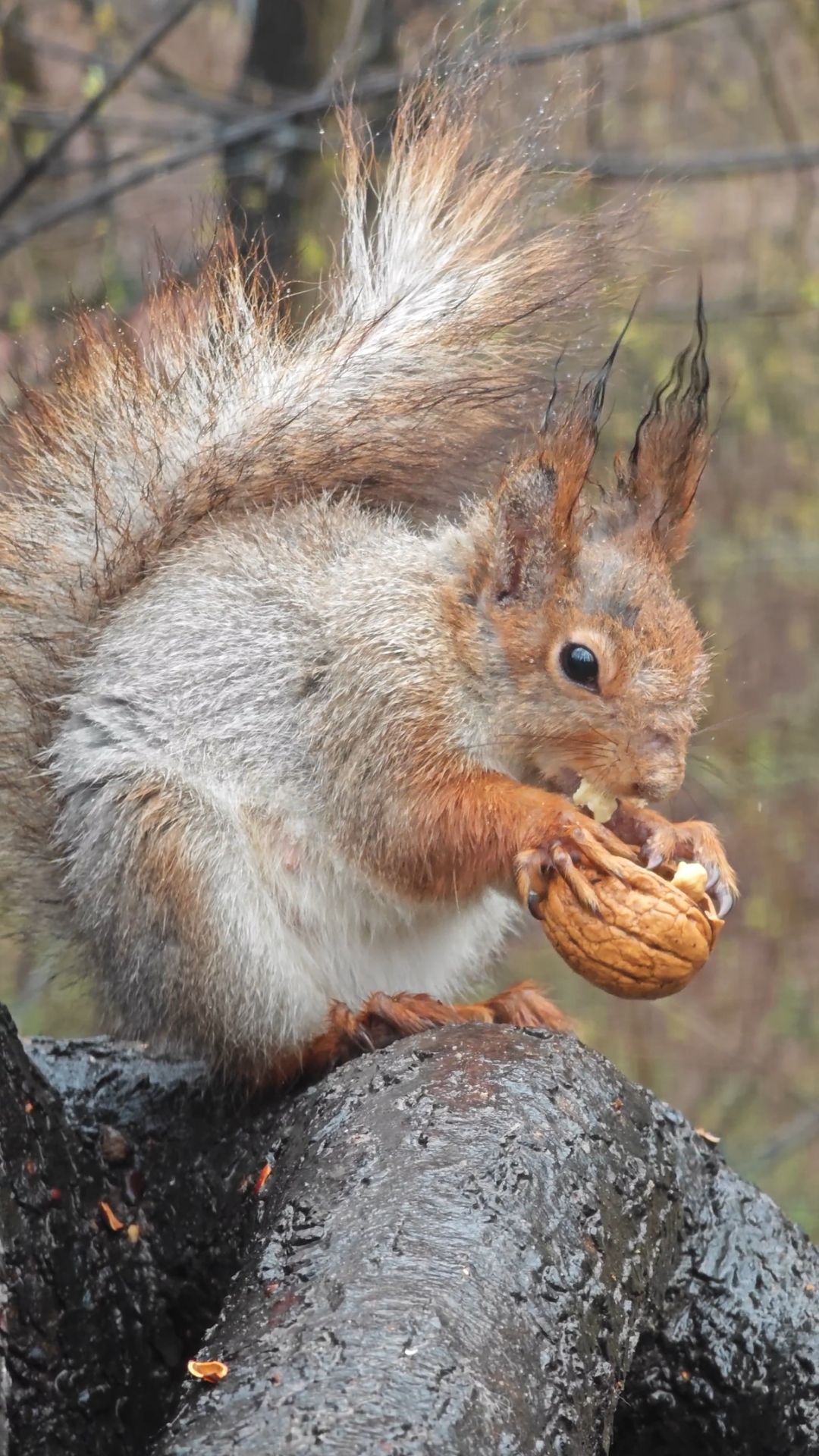 Белка и орешек