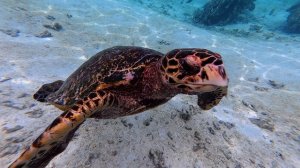 13. Мальдивы Ноябрь 2025. Остров Тодду. Черепахи