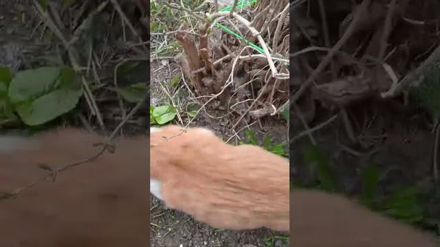 Саня, тваю мать САНЯ