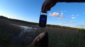 КИЛОГРАММОВЫЕ КАРАСИ на поплавок и донку !