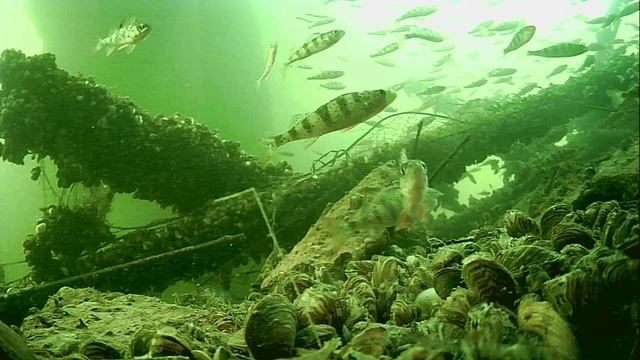 1000015542.mp4Волга гл.2м.18.04.2026г.