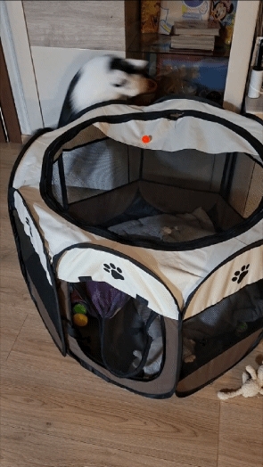 Играет с мячиком-попрыгунчиком