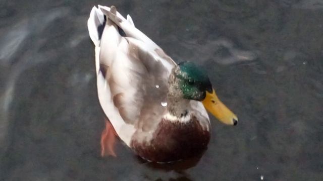 утинные истории))