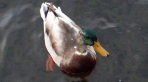 утинные истории))