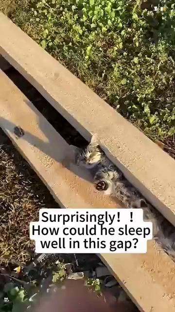 Коты смешно спят