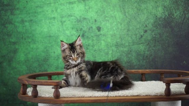 Tamerlan 5 месяцев