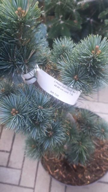 ❤🌲Сосна мелкоцветкопая Аои
✔Продажа растений в макс и телеграм канале: https://t.me/love_is_hvoiny_d