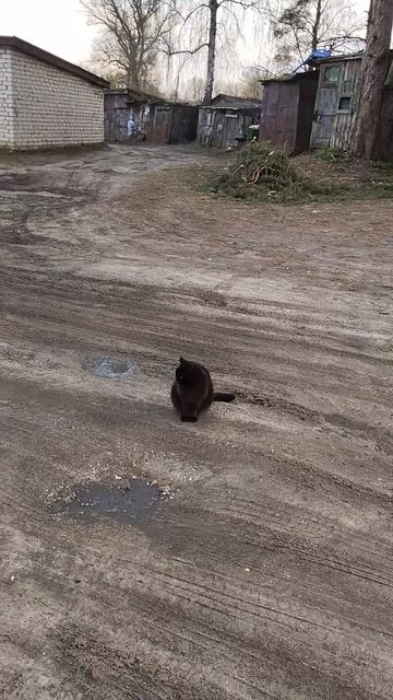 Чёрный кот.