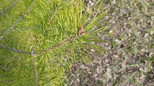 уютная весна в деревне