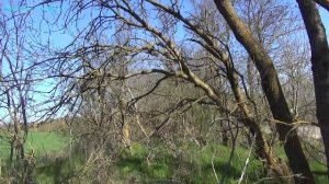 Пчелы установка ловушек для роев