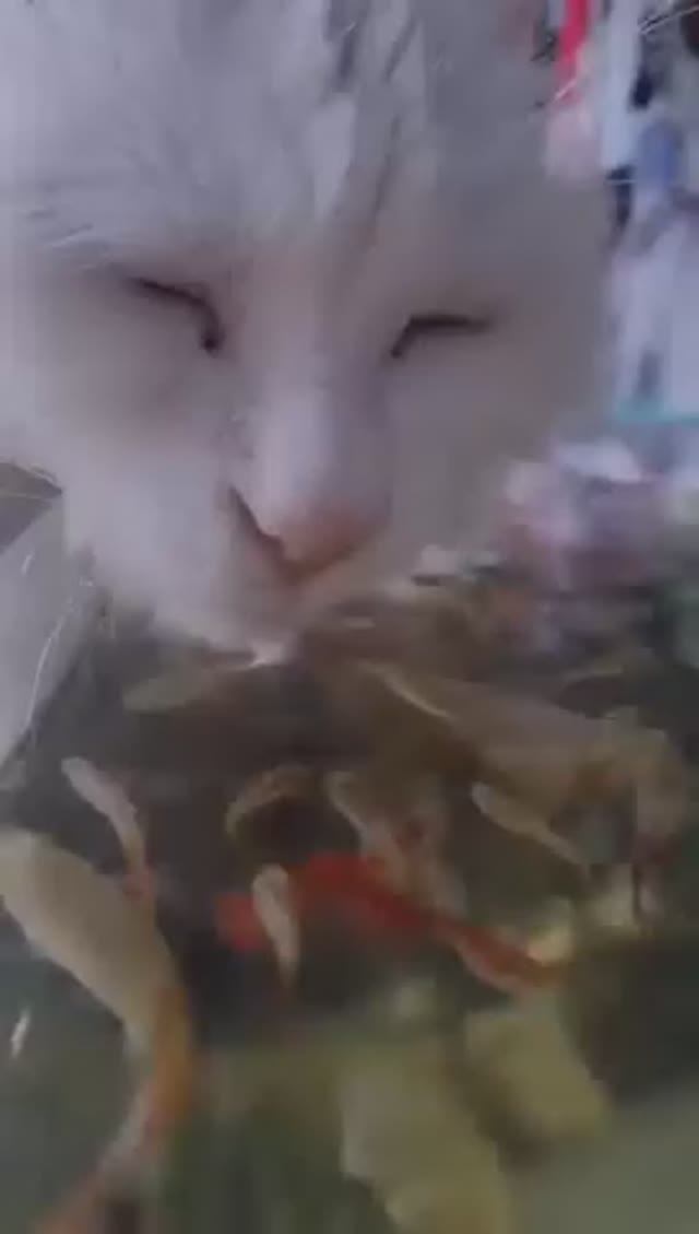 Кошаки 😼 и любимая ими рыба 🐟