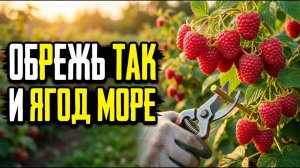 Обрезаю садовую малину дважды за год по Соболеву. Ветки ломятся от ягод