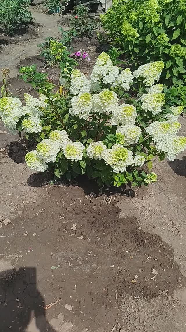 Метельчатая гортензия Сандей Фрайз.