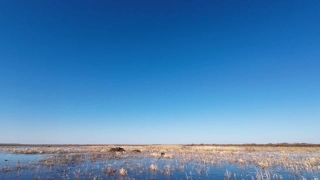 Первые весенние налеты уток