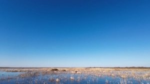 Первые весенние налеты уток