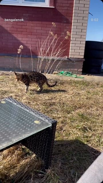#bengal #cat #bengalcat