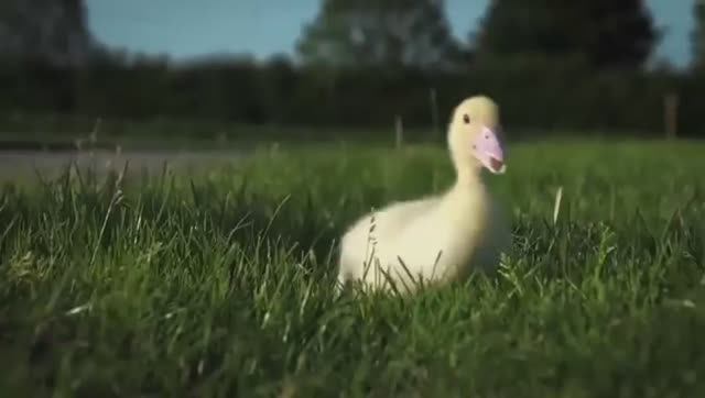 Цыпленок Пи на немецком