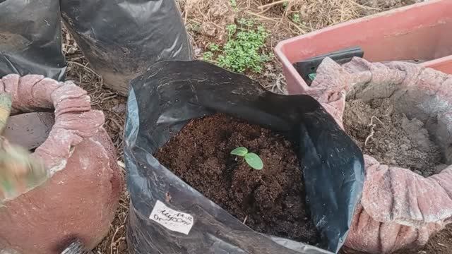 Посадила ОГУРЕЦ 🥒 Муссон для РАННЕГО УРОЖАЯ