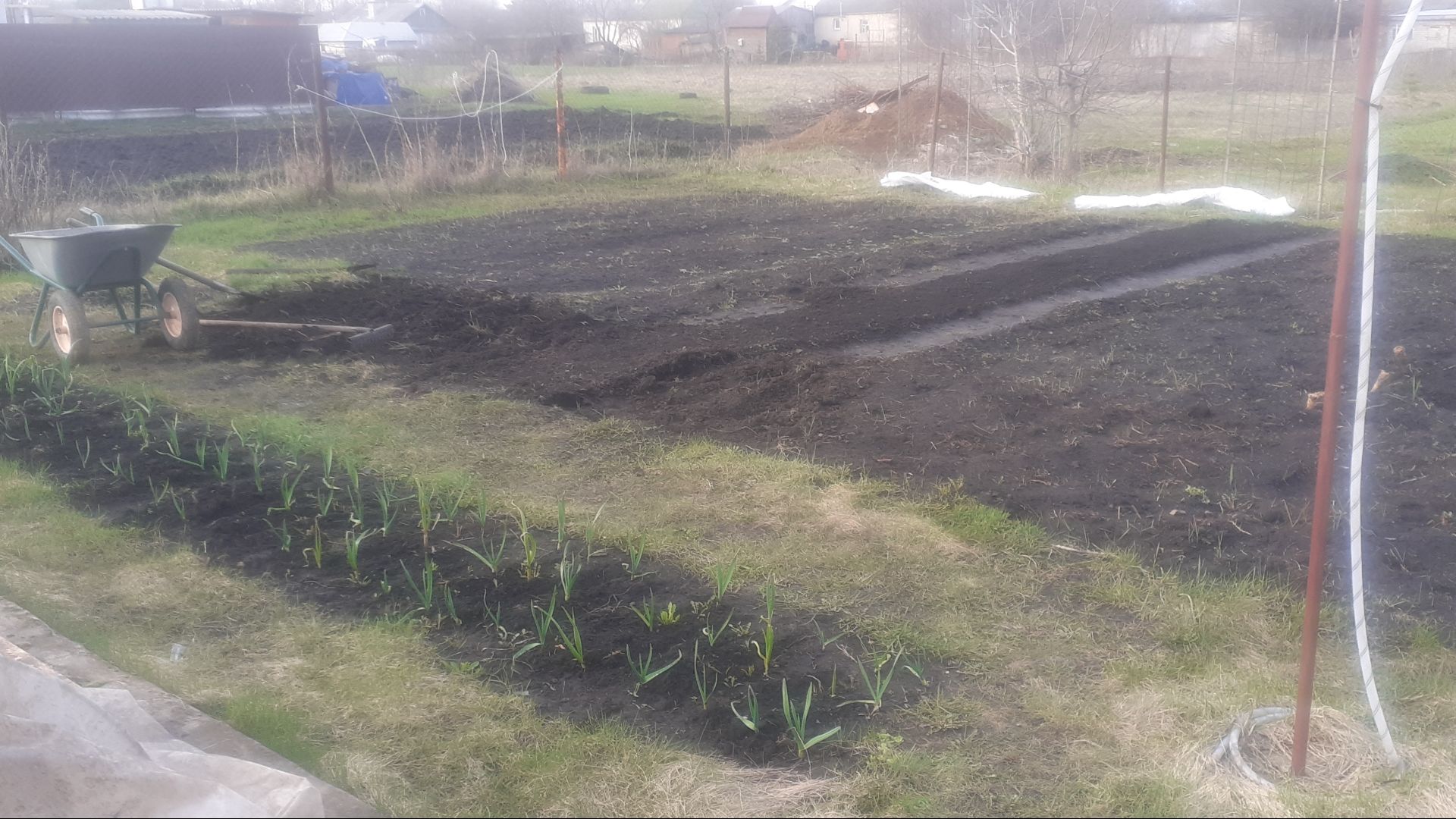 17.04.2026 Убрала старые кусты смородины, удлиняю грядки.