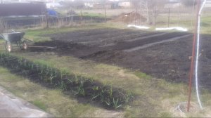 17.04.2026 Убрала старые кусты смородины, удлиняю грядки.