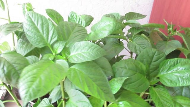 Почему скручиваются листья у рассады перца, на это есть 5 причин