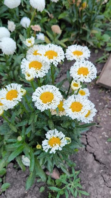 Нивяник Лакрос