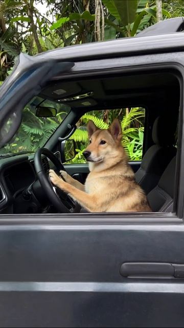 Собака за рулем: смешные моменты в дикой природе #собака #приключения #юмор