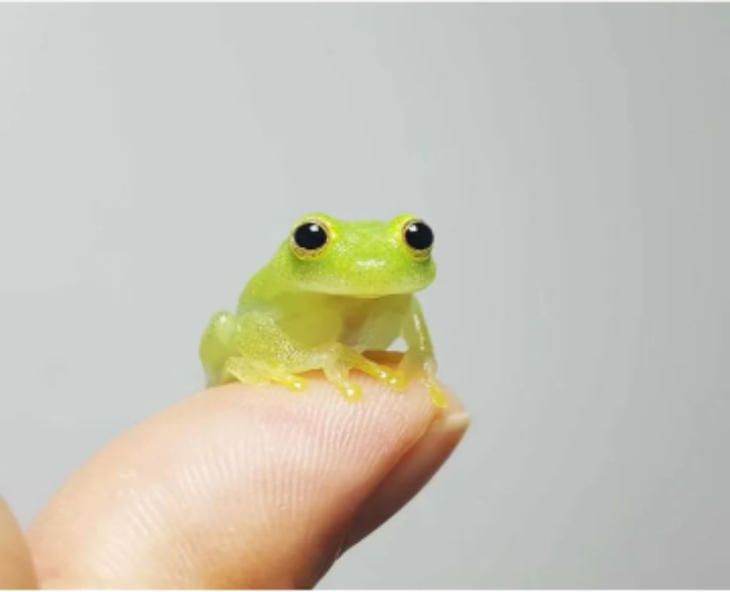 я лягушонок