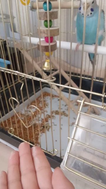 волнистый попугай