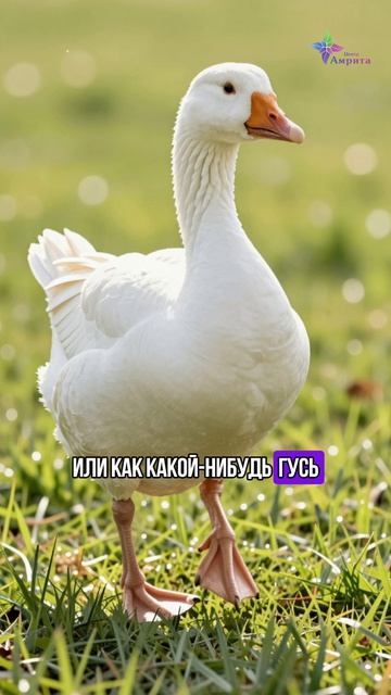 🏃♀️ Хватит мудрить с бегом. Торсунов О. Г.