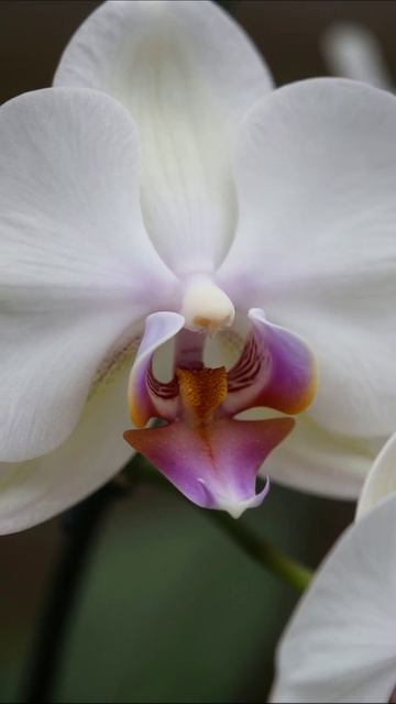 Элегантная орхидея: символ красоты и грации #орхидеи #цветы #красота