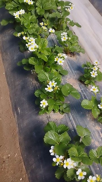 Клубника, сорт Крапо 10, массовое цветение.