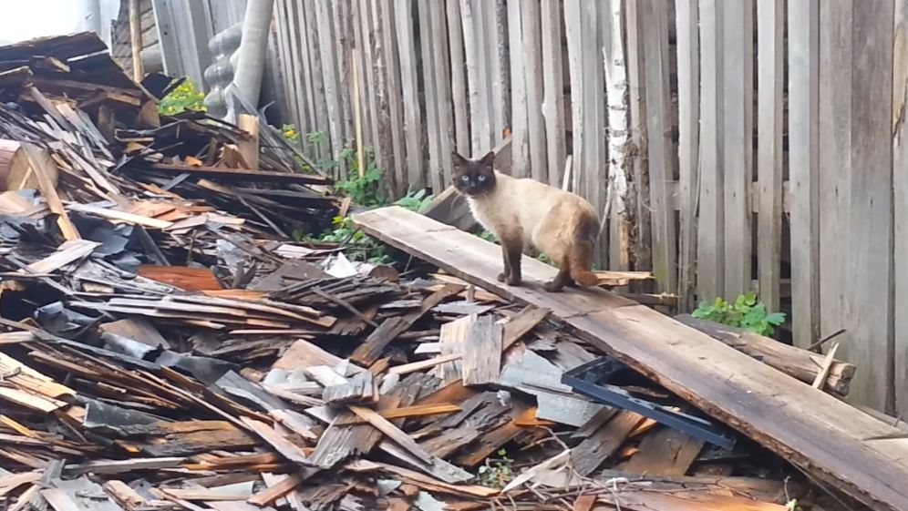 Осторожный кот